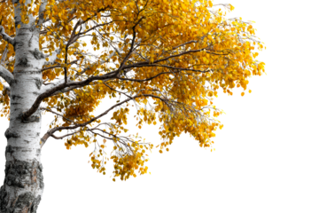 Bright autumn leaves on a tree branch in fall