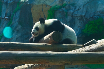 Giant panda (ailuropoda melanoleuca) in Moscow Zoo.