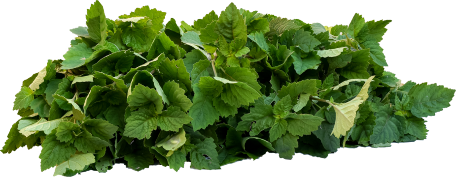 Patchouli leaves (Pogostemon cablin) on a transparent background. Patchouli leaves are the basic ingredient for making essential oils. PNG