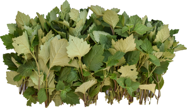 Patchouli leaves (Pogostemon cablin) on a transparent background. Patchouli leaves are the basic ingredient for making essential oils. PNG