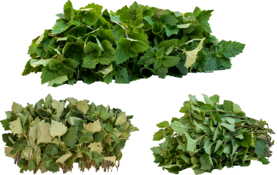 Patchouli leaves (Pogostemon cablin) on a transparent background. Patchouli leaves are the basic ingredient for making essential oils. PNG