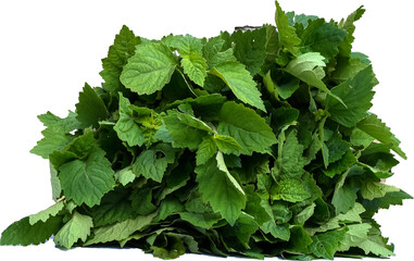 Patchouli leaves (Pogostemon cablin) on a transparent background. Patchouli leaves are the basic ingredient for making essential oils. PNG