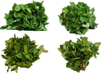 Obraz premium Patchouli leaves (Pogostemon cablin) on a transparent background. Patchouli leaves are the basic ingredient for making essential oils. PNG 