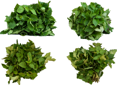 Patchouli leaves (Pogostemon cablin) on a transparent background. Patchouli leaves are the basic ingredient for making essential oils. PNG	