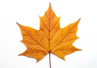 Amber Hues of Autumn