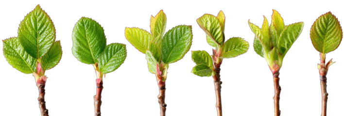 Young leaves emerging from stems.  Developing buds and leaves in various stages of growth