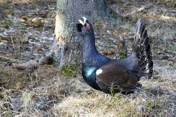 The western capercaillie (Tetrao urogallus) is an icon of nature conservation in Central Europe.