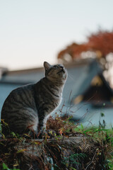 神社をバックに空を見上げる野良猫