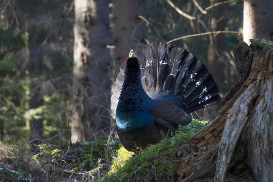 The western capercaillie (Tetrao urogallus) is an icon of nature conservation in Central Europe.