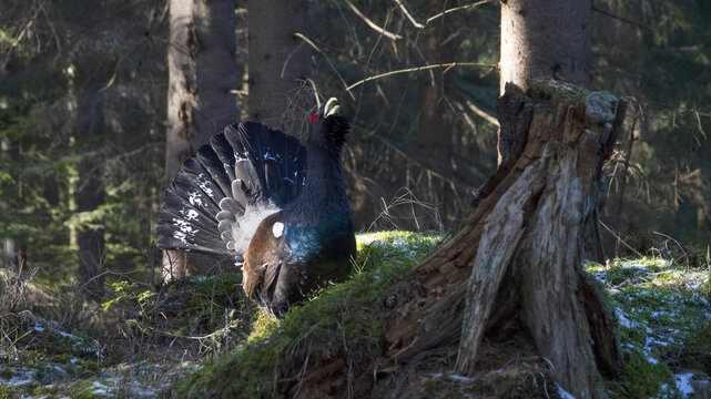 The western capercaillie (Tetrao urogallus) is an icon of nature conservation in Central Europe.