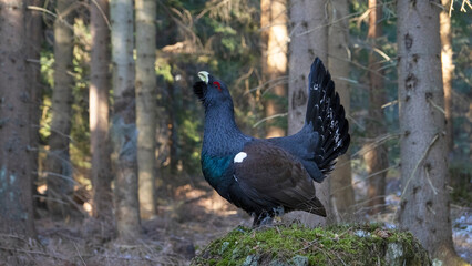 The western capercaillie (Tetrao urogallus) is an icon of nature conservation in Central Europe.