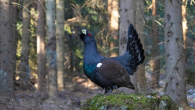 The western capercaillie (Tetrao urogallus) is an icon of nature conservation in Central Europe.