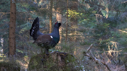 The western capercaillie (Tetrao urogallus) is an icon of nature conservation in Central Europe.