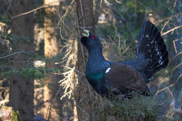 The western capercaillie (Tetrao urogallus) is an icon of nature conservation in Central Europe.