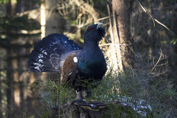 The western capercaillie (Tetrao urogallus) is an icon of nature conservation in Central Europe.