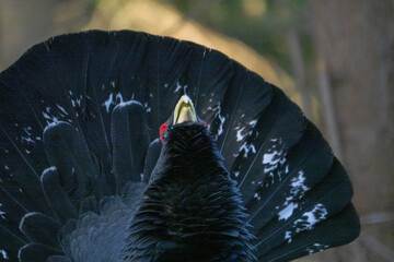 The western capercaillie (Tetrao urogallus) is an icon of nature conservation in Central Europe.