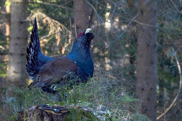 The western capercaillie (Tetrao urogallus) is an icon of nature conservation in Central Europe.