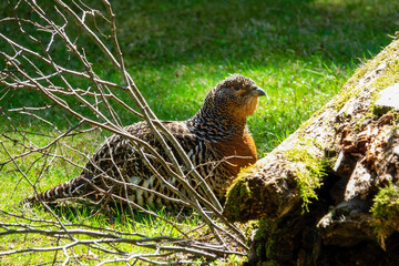 The western capercaillie (Tetrao urogallus) is an icon of nature conservation in Central Europe.