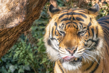 Close up of a sumatran tiger licking its lips with copy space