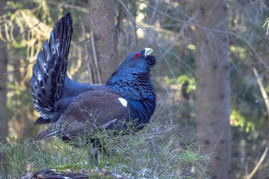 The western capercaillie (Tetrao urogallus) is an icon of nature conservation in Central Europe.