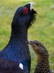 The western capercaillie (Tetrao urogallus) is an icon of nature conservation in Central Europe.