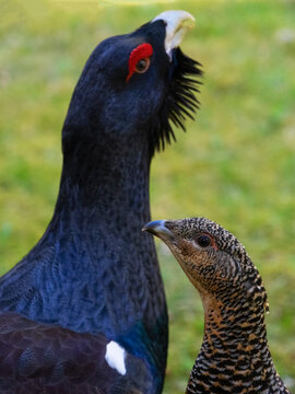 The western capercaillie (Tetrao urogallus) is an icon of nature conservation in Central Europe.