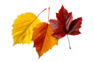 Colorful autumn leaves on a transparent background