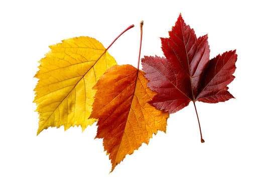 Colorful autumn leaves on a transparent background