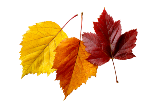 Colorful autumn leaves on a transparent background