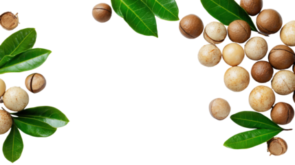 Shelled and unshelled macadamia nuts with leaves isolated on a white background with copy space for your text. Top view. Flat lay pattern isolated on a white background