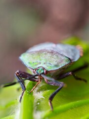 close-up photo of a shield beetle on a green leaf