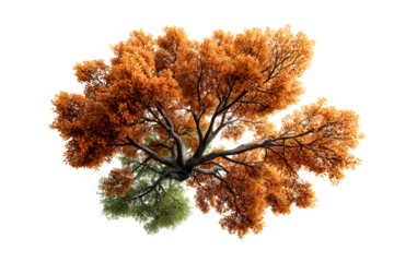 Bright autumn tree with green highlights