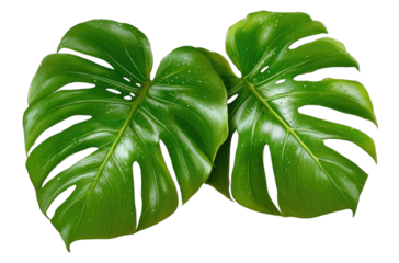 Two vibrant, deep green monstera leaves, detailed veins,  and water droplets