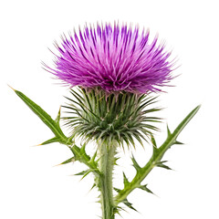 Close up of a vibrant purple thistle flower with green spiky leaves isolated on transparent background
