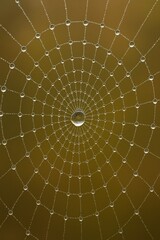 spider web with dew drops