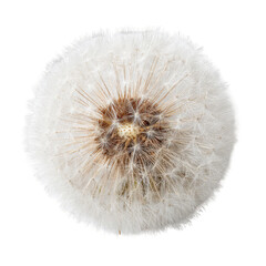 Fototapeta premium Close-up of a dandelion seed head. White, fluffy seed-heads surround a brown, central disk. Circular and detailed