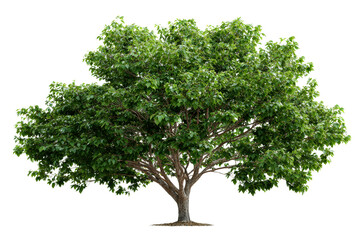 Beautiful green tree with lush foliage