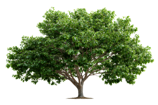 Beautiful green tree with lush foliage