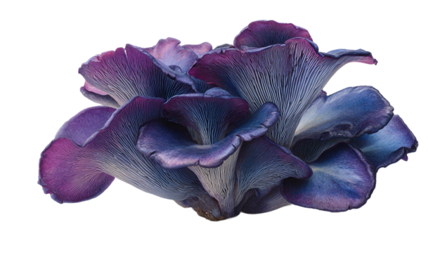 Sapphire oyster mushroom, a vibrant and edible fungus, isolated on transparent background