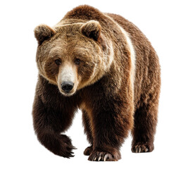 Fototapeta premium A brown bear strides across, isolated on transparent background