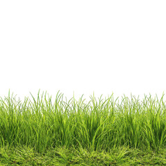 Obraz premium A vibrant green grass field, isolated on transparent background