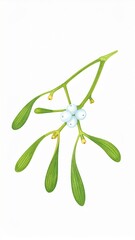 Isolated Green Mistletoe Branch with White Berries on White Background Holiday Season