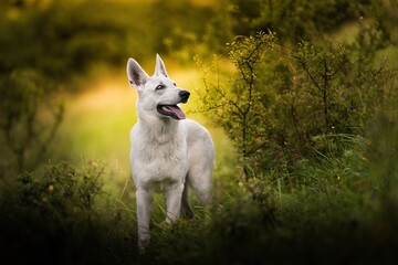 Swiss Shepherd in the forest and meadow in the early summer evening