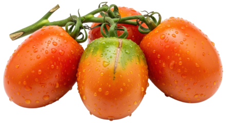 Isolated Roma Tomatoes on the Vine