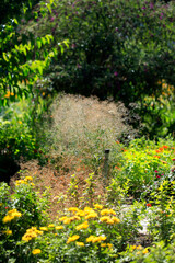 Colorful flowers in summer garden