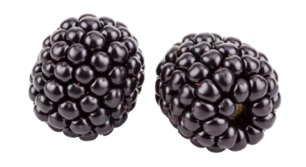 Isolated Blackberries
