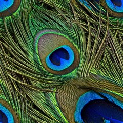 Naklejka premium Detailed Peacock Feathers Exhibiting Rich Blue and Green Iridescence in a Full Frame Shot