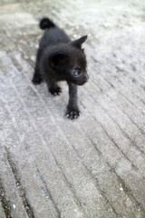 Black Kitten with Blue Eyes on Concrete