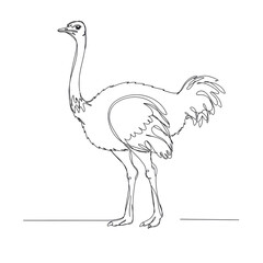 ostrich, minimalistic linear drawing, simple black and white contour illustration, vector, isolated, clean design, modern minimal contour sketch for posters, prints and decor