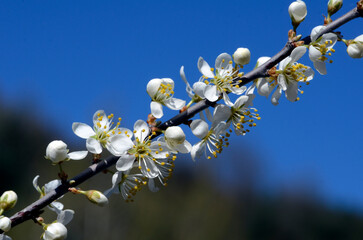 A branch of blackthorn (Prunus spinosa) with its white flowers and a blue sky